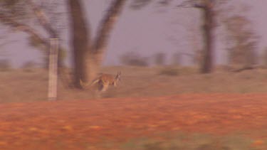 Red Kangaroo hopping over dirt road, four wheel drive car approaching. Very dusty.