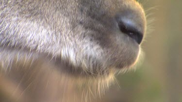 Eastern Grey Kangaroo chewing