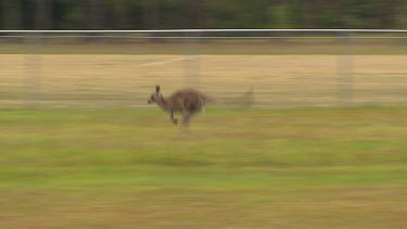 MWS Eastern Grey kangaroo hopping across a sports field. There are houses and fences in the background. Rural landscape, small town.