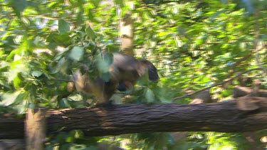 Lumholtz Tree Kangaroo hopping along branch of tree. A light-coloured band across the forehead and down each side of the face is distinctive
