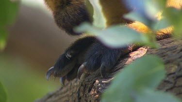 Gripping claws of Lumholtz Tree Kangaroo hopping along branch of tree