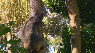 Lumholtz Tree Kangaroo climbing down branch