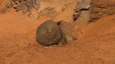 Wombat digging a burrow in red sandy earth