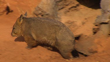 Wombat sniffing and smelling sand as walks along ground.