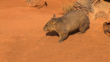 Wombat in very dry arid, red sand landscape