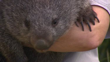 Person holding wombat
