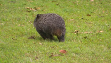 Wombat walking away from camera across green grass (lawn). Pan with wombat walking.