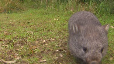 Wombat running towards camera (camera point of view) MCU medium close up. Green grass lawn.
