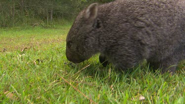 Wombat sniffing ground green grass lawn