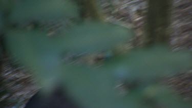 Cassowary in forest undergrowth