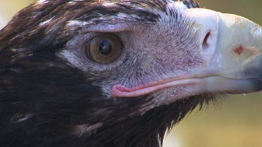 Wedge-Tailed Eagle with sharp curved beak looking to camera, large yellow round eyes. Turns head, side profile.