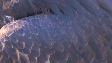 Feathers of wing of wedge-tailed eagle.