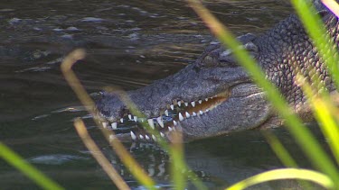 Close up, open-mouthed entry into water. Crocodile submerges into water.