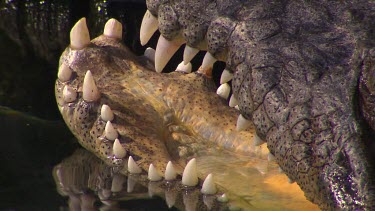 Crocodile jaws, teeth, mouth. Extreme close up.