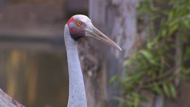 Brolga, Australian Crane, head with yellow eye and red around head