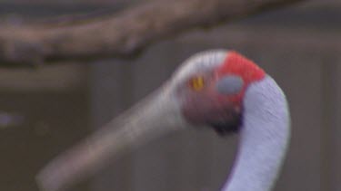 Brolga, Australian Crane, head with yellow eye and red around head preening