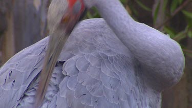 Brolga, Australian Crane, head with yellow eye and red around head preening