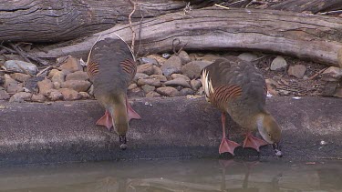 Two Plumed whistling ducks bending down to take a drink. (Identification) Do not have the black stripe down the head that the Wandering whistling duck has.