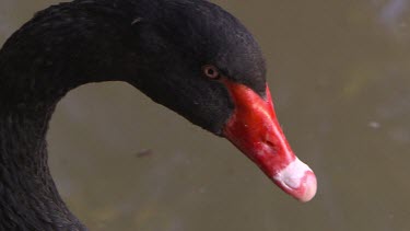 Australian black swan, bends very long neck.