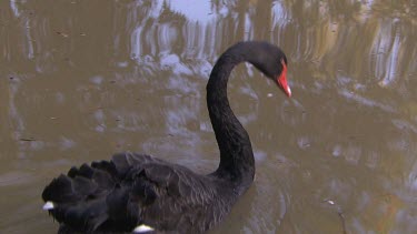 Australian black swan, bends very long neck. Swimming and feeding