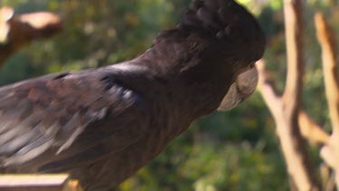 Australian black cockatoo, cannot identify exact species, looking around.