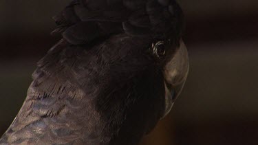 Australian black cockatoo, cannot identify exact species, looking around. Turning head