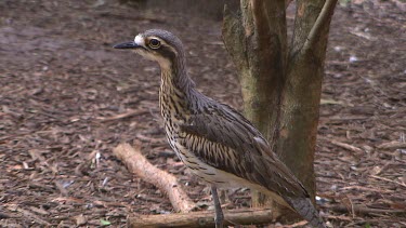 Buff-banded rail (could be juvenile - markings not as clear and distinct)