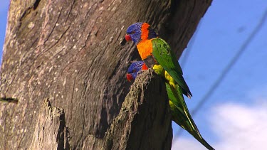Rainbow Lorikeet red-collared form occurs across Northern Australia Top end from Derby in Western Australia to Cape York