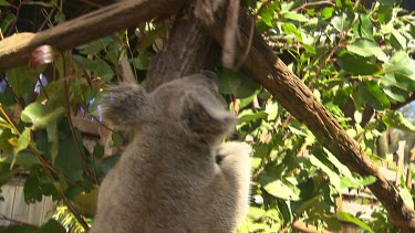 Two koala's fighting. One reaches up to fight with the other. Could be territorial prior to courtship and mating.