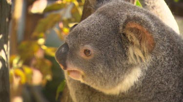 Koala calling close up