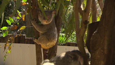 Two koala's climbing up tree. Two shot. Long shot.