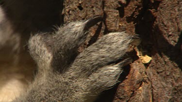 Koala claws gripping around tree truck