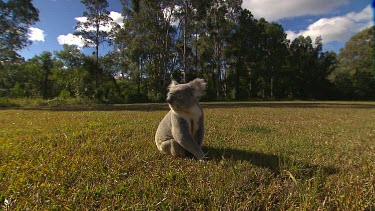 Koala walking across lawn or grassy clearing. Walking on ground. Tracks with koala