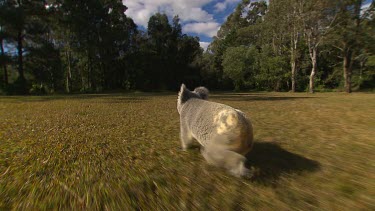 Koala walking across lawn or grassy clearing. Walking on ground. Tracks with koala over shoulder shot.