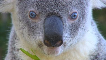 Iconic shot of koala, blue eyes, looking to camera and turning head.