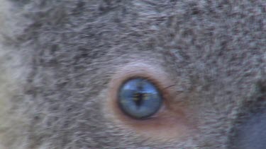 Extreme Close Up of koala blue eye.