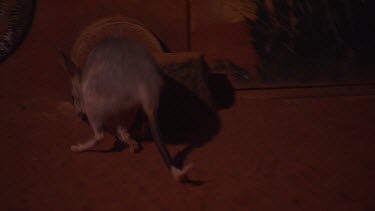 Nocturnal Bilby (in a house or enclosure)