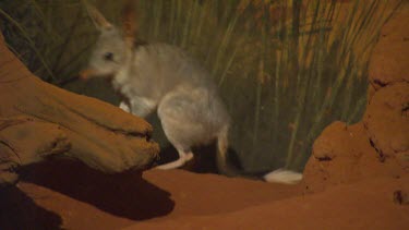 Nocturnal Bilby (in a house or enclosure)