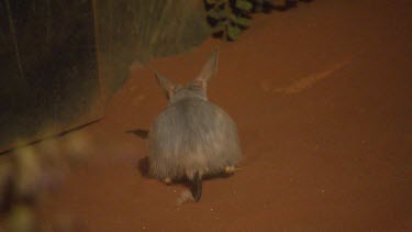 One Bilby burrowing in red sand