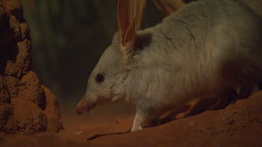 Two Bilby burrowing, looking for food in sand, chewing. Bilbies eat insects and their larvae, seeds, bulbs, fruit, fungi and the odd mouse.