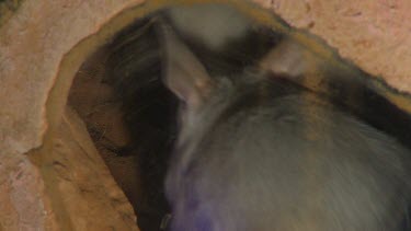 Close up of Bilby (two Bilbies) in burrow