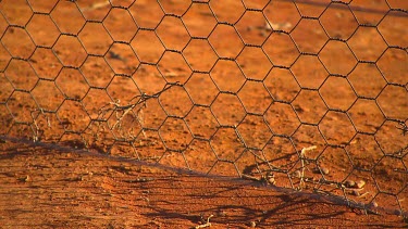 Barbed wire fence (Bilby fence) and red sandy ground.