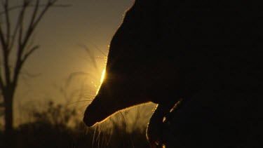Bilby sunset silhouette outback desert (Bilby is possibly being handheld).