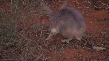 Bilby foraging (fence in background).