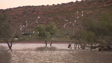 White cockatoos flock roosting in eucalyptus gum tree. Diamantina River in flood.