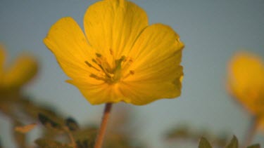 Yellow desert flower, Simpson Desert.