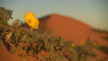 Single yellow desert flower, Simpson Desert. Big Red sand dune in background. Long shot