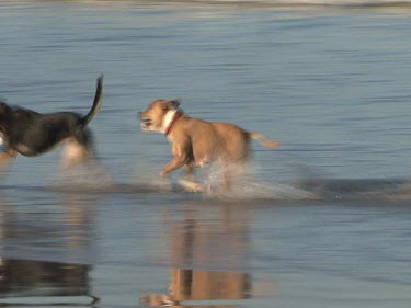 Two dogs playing in waves of beach.