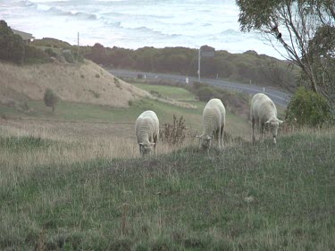 Three newly shorn sheep grazing on grass, road and ocean in background