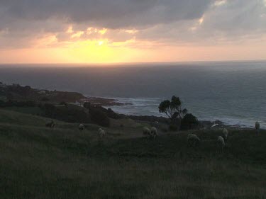 Sunset, sun setting on horizon with ocean, waves and sheep grazing.